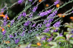 purple toadflax